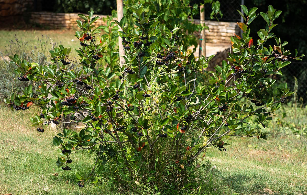 Habitus